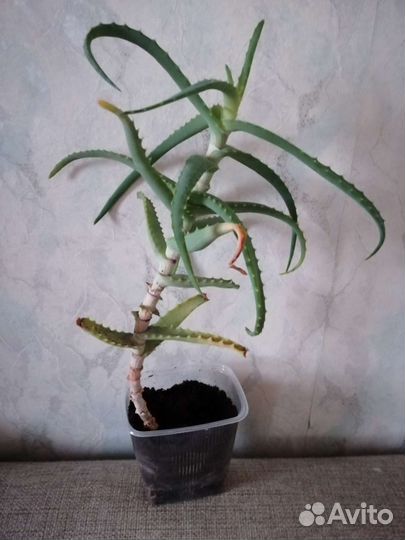 Алоэ вера столетник лечебный