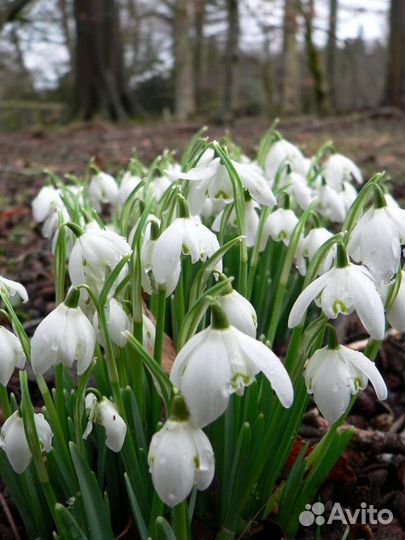 Весенние многолетники