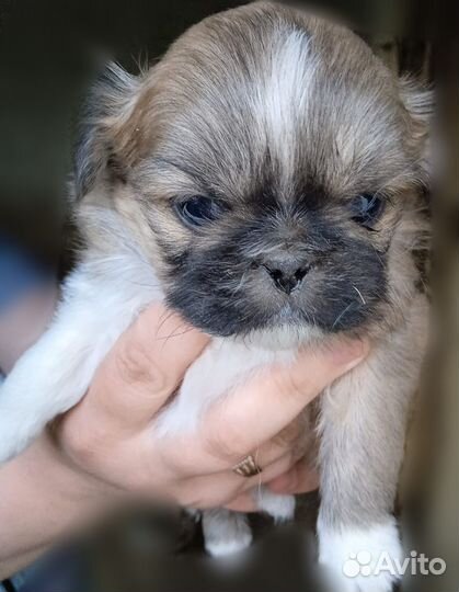 Щенки пекинеса