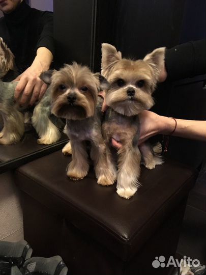 Груминг. Стрижка собак и кошек