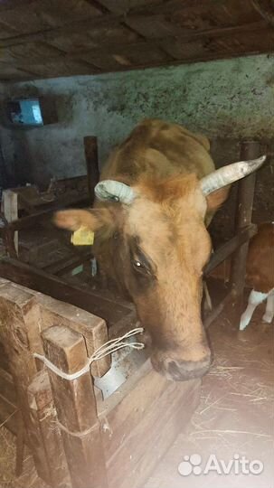 Коровы и телята