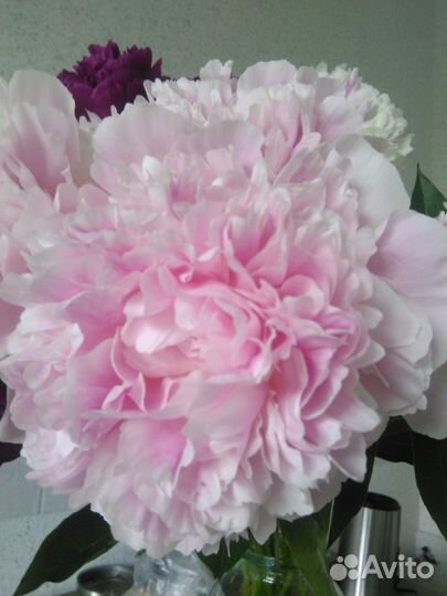 Пионы, сорт Сара Бернар