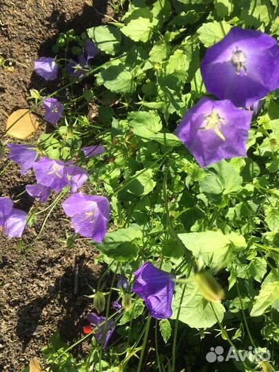 Карпатский колокольчик