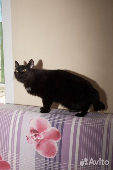 Сливка, 7 мес, стерилизована