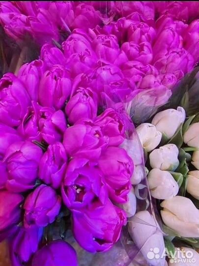 Тюльпаны к 8 марта Краснодарский крупные