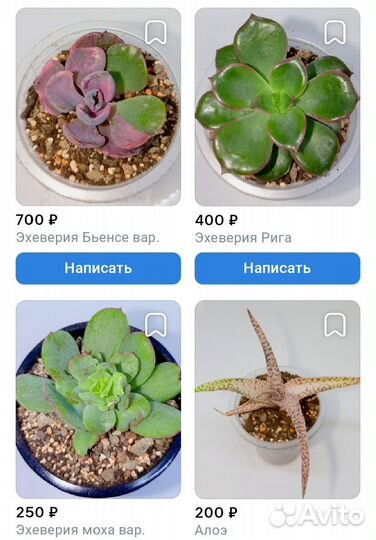 Суккуленты эхеверии алоэ эониумы ампельные