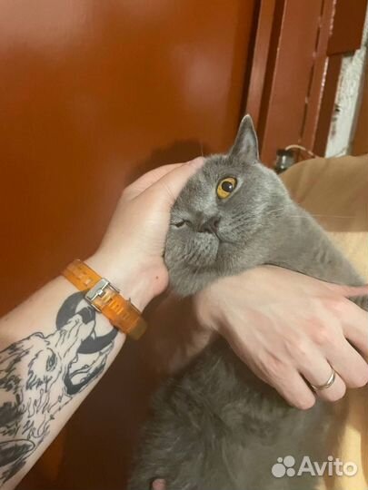 Британская кошка