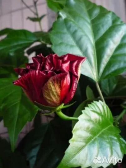 Гибискус китайская роза