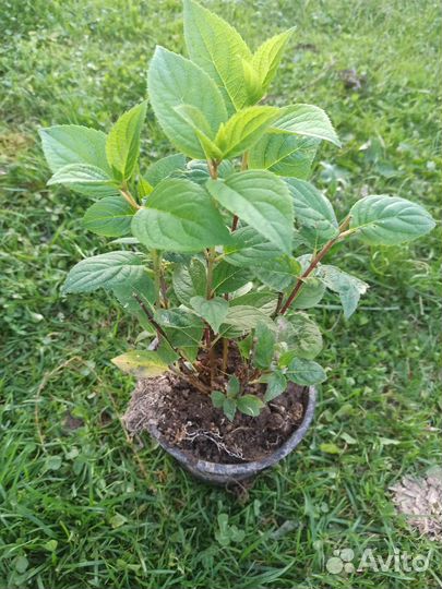 Гортензия саженцы