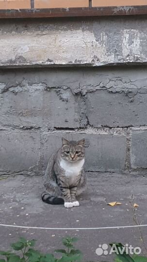 Кошки в добрые руки бесплатно