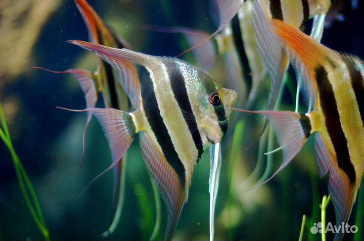 Скалярия в ассортименте разных размеров
