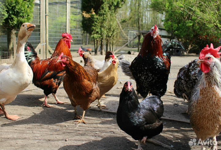 Куры домашние
