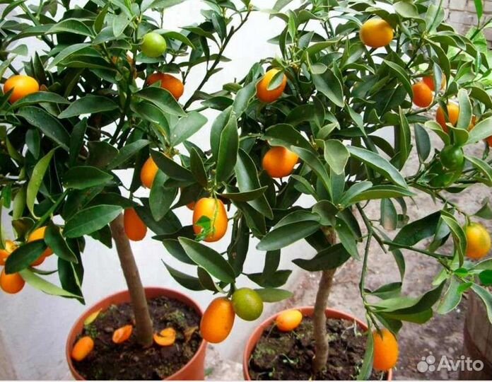 Киви, Кумкват кинкан, мандарин, апельсин,лимон