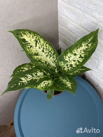 Диффенбахия комнатные растения