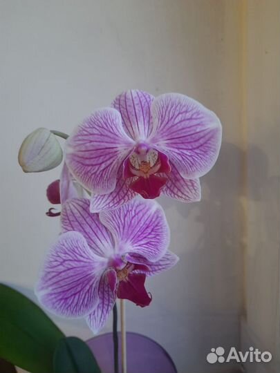 Орхидея фаленопсис