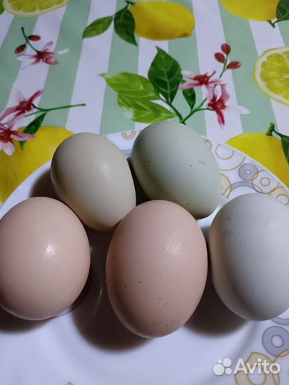 Инкубационное яйцо кур