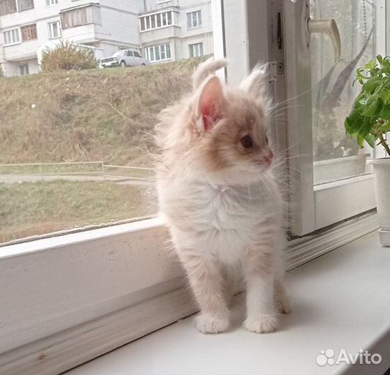 Котенок