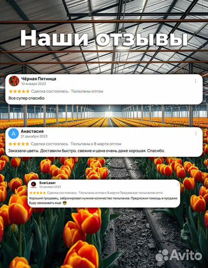 Тюльпаны оптом к 8 марта Предзаказа тюльпанов опто