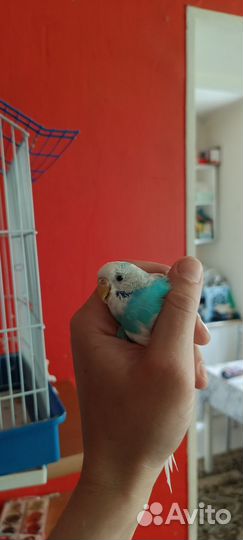 Волнистый попугай