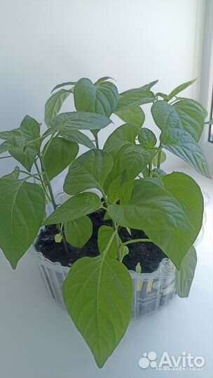 Рассада перца Лечо