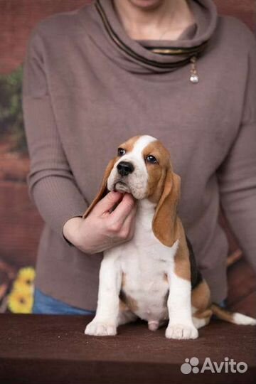 Щенки бигля