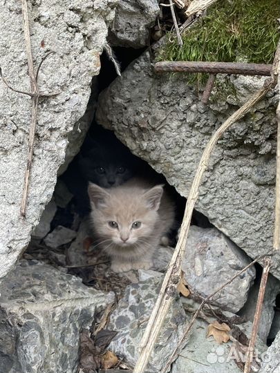Котята в добрые руки