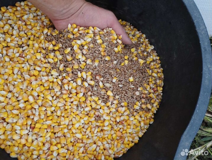 Чёрные Куры, Петухи, Цесарки