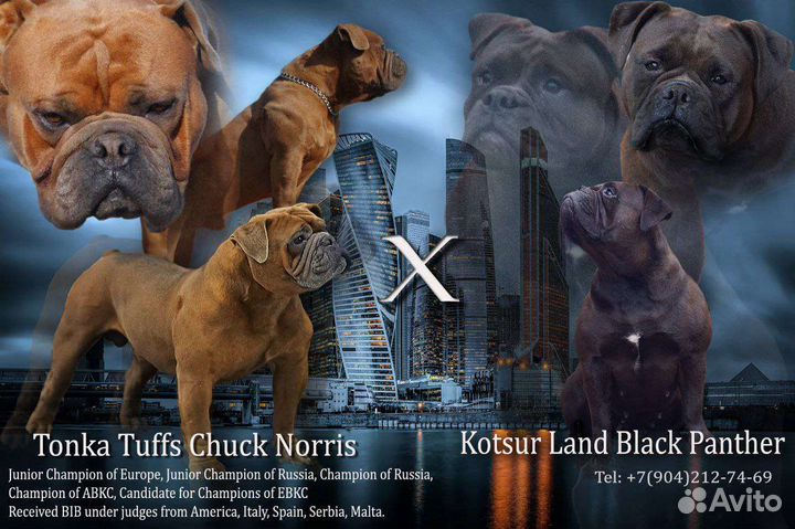 Щенки староанглийского бульдога