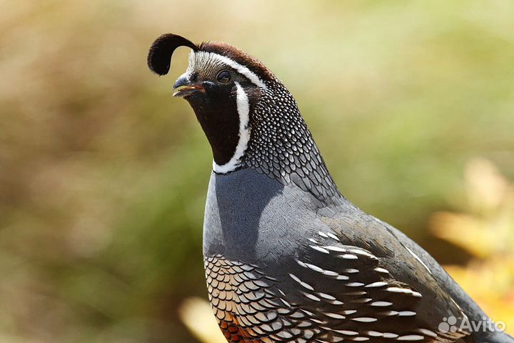 Калифорнийский хохлатый перепел