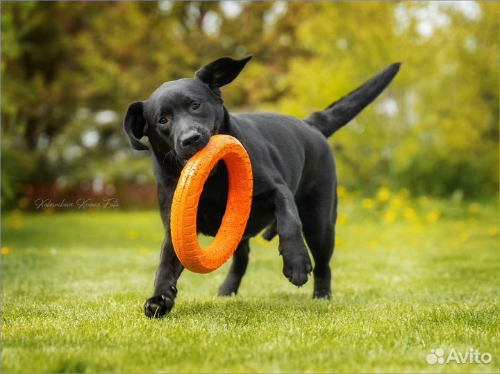 Щенки лабрадора черные