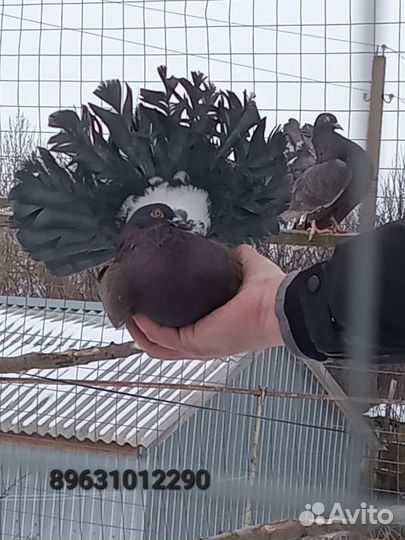 Продам голубей павлинов