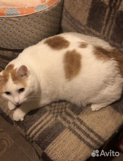 Кот ищет дом