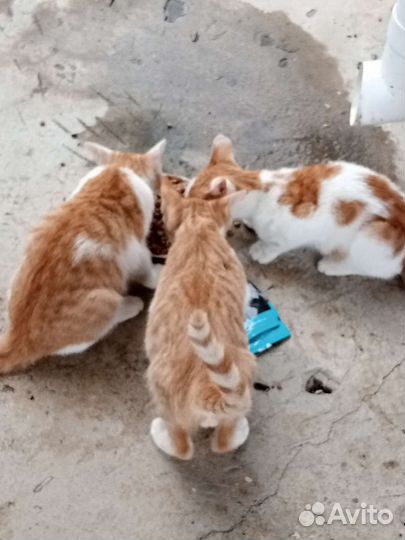 Котята бесплатно в добрые руки