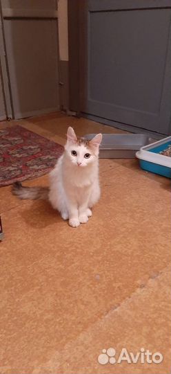 Кошечка ищет семью