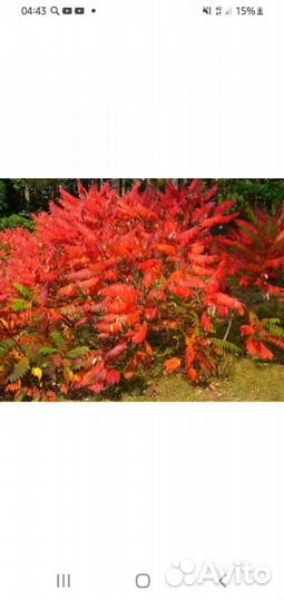 Саженцы сумах оленерогий