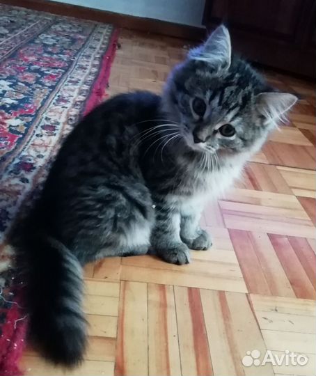 Кошка в дар