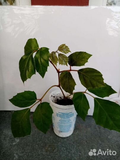 Березка /циссус