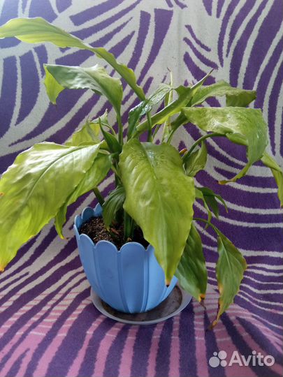 Спатифиллум