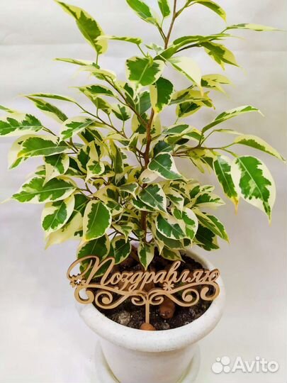 Замиокулькас