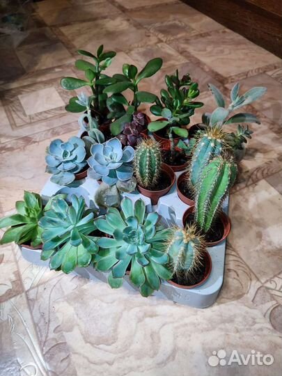 Суккуленты, кактусы, толстянка, каланхоэ