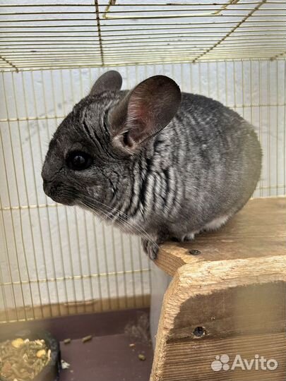 Шиншилла с клеткой