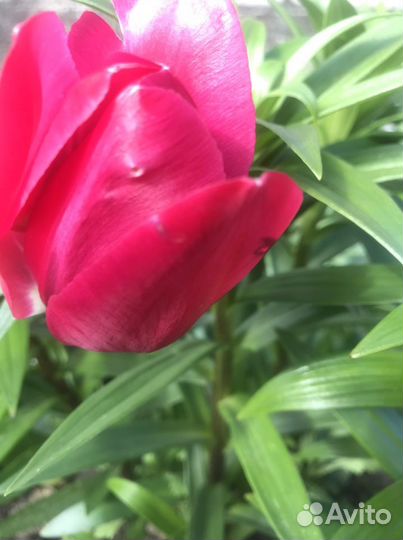 Луковицы тюльпанов