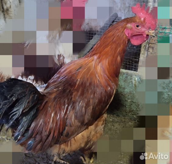 Молодой Петух