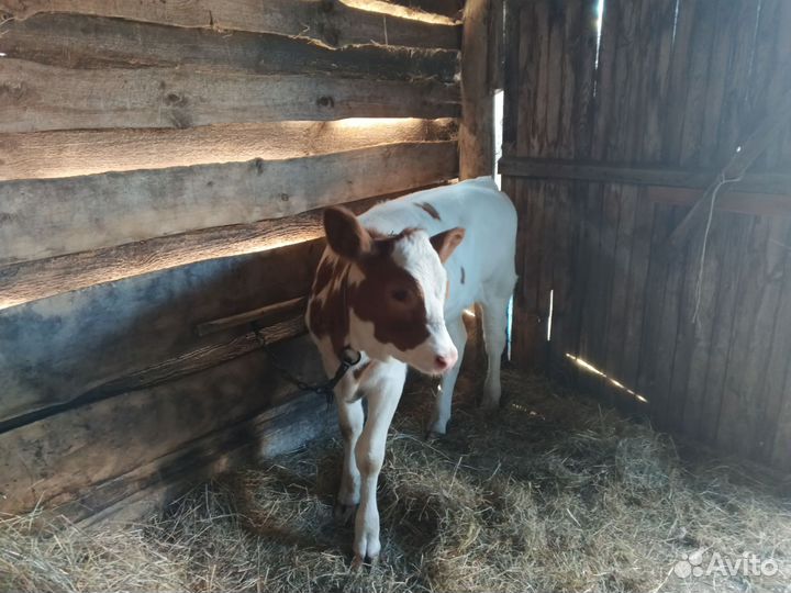 Коровы дойные с телятами