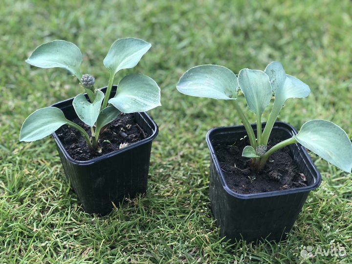 Хоста мышиные ушки