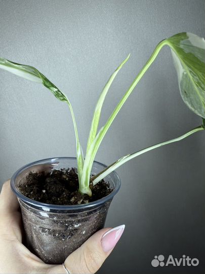 Монстера альба