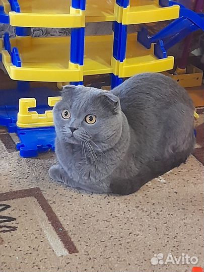 Шатланский кот