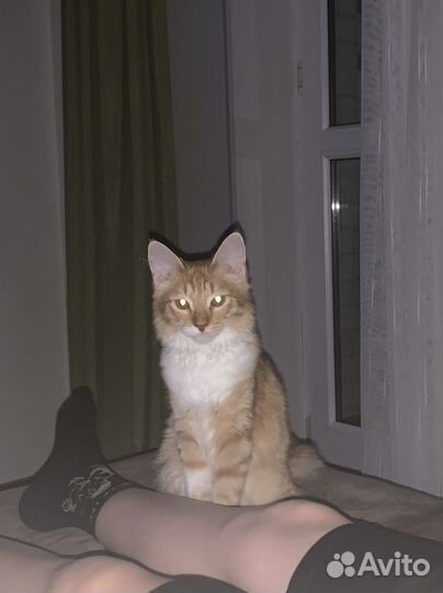 Кошечка 4 мес