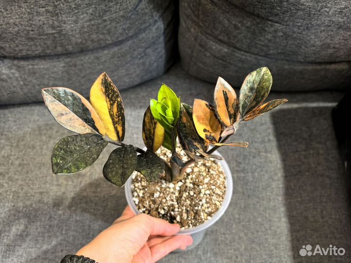 Замиокулькас вариегатный Блэк Оранж Сильвер