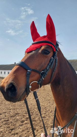 Ушки для лошади